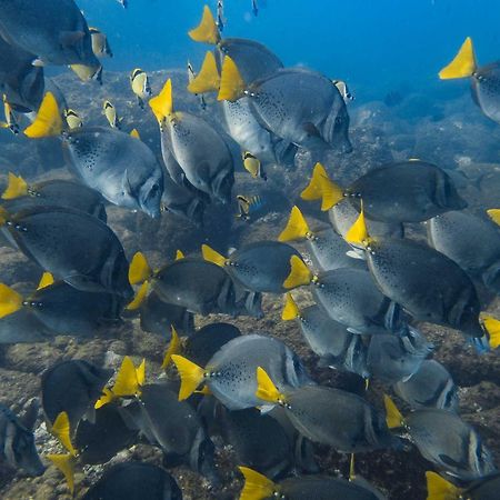 Sealion Dive Center Otel Topolobampo Dış mekan fotoğraf