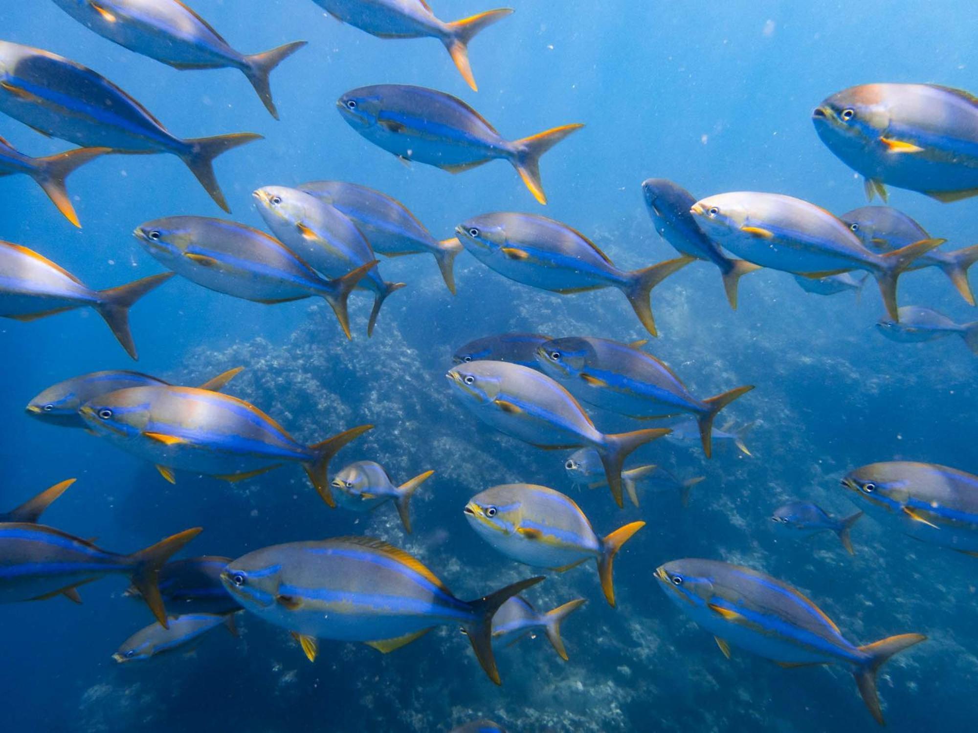 Sealion Dive Center Otel Topolobampo Dış mekan fotoğraf